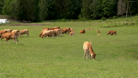 Rebaño-De-Vacas-Marrones-Pastando-En-Pastizales-Durante-El-Verano-Cerca-De-Zielenica,-Polonia