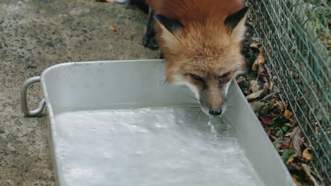 Close-up-of-red-fox-drinking-water-from-tray-placed-on-ground-next-to-field-fence,-slow-mo