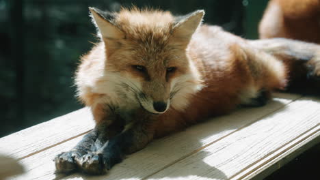A-Tired-Fox-Resting-Peacefully-On-Top-Of-A-Wooden-Cage-At-Zao-Fox-Village-in-Miyagi,-Japan