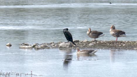 Multiple-birds-at-Mariestad-bird-reservoir