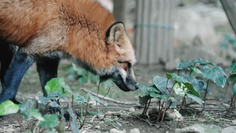 Red-Fox-Sniffing-Some-Plants-At-Zao-Fox-Village-In-Miyagi,-Japan