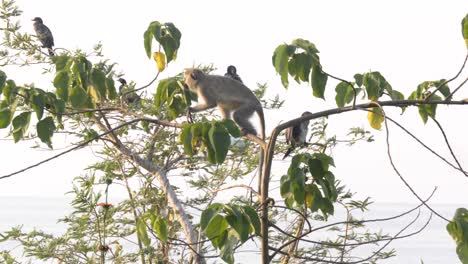 A-grey-vervet-monkey-in-a-tree-on-Lake-Victoria-Africa-with-cormorants-behind-it