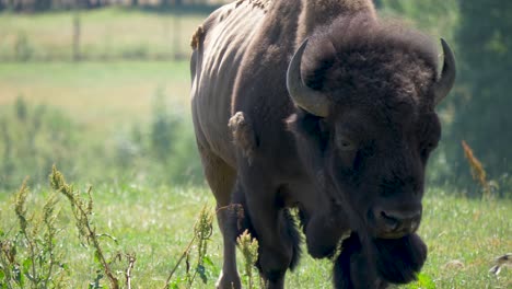 Big-American-buffalo-walks-straight-towards-the-camera---Close-up-tracking-shot