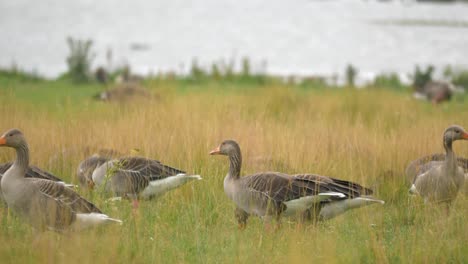 Gaggle-of-Greylag-geese-foraging-grass-riverside-in-the-end-of-summer-months