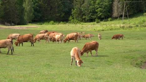 Grupo-De-Vacas-Masticando-Hierba-En-Un-Prado-Verde-Brillante-En-El-Rancho-Durante-El-Verano