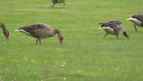 Gaggle-of-Greylag-geese-feed-on-grass-and-clover-in-the-spring-and-summer-months