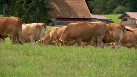 Herd-Of-Milk-Cows-Eating-Grass-At-Farm-Livestock-During-Sunny-Day-In-Zielenica-County,-Poland
