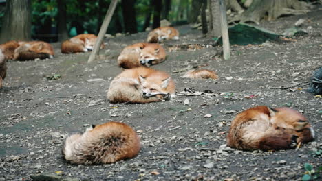 Pack-Of-Cross-Foxes-Peacefully-Sleeping-On-The-Ground-At-Miyagi-Zao-Fox-Village-In-Miyagi,-Japan-At-Daytime
