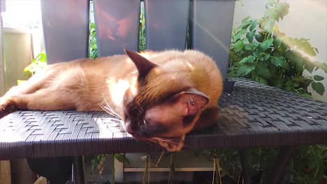 Schokoladenbirmanische-Katze-Schläft-Auf-Einem-Tisch-Auf-Dem-Balkon---Handgehaltener-Dauerschuss