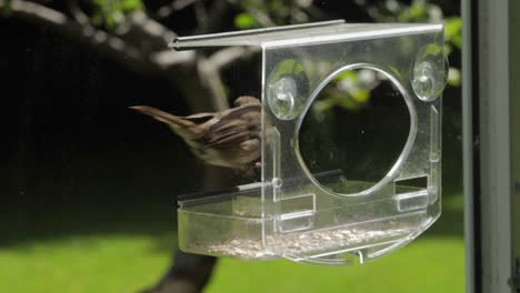 Slow-Motion-Robin-flies-to-bird-feeder-grabs-seen-the-flies-away