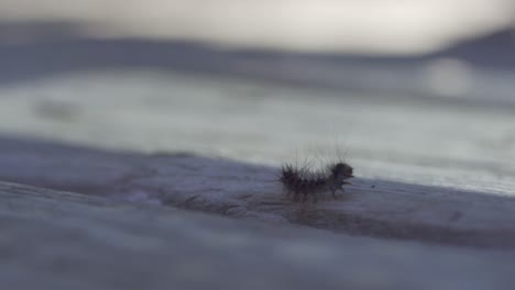 Macro-Shot-Of-A-Gypsy-Moth-Caterpillar,-Small-Insect-That-Grows-Into-A-Moth