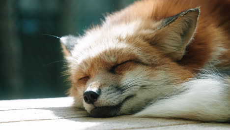 Nahaufnahme-Eines-Entzückenden-Domestizierten-Fuchs,-Der-Unter-Dem-Sonnenlicht-Im-Fuchsdorf-Miyagi-Zao-In-Miyagi,-Japan,-Schläft