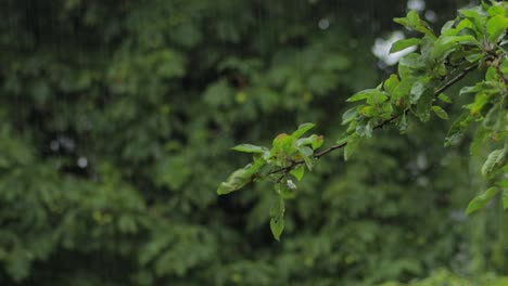 Baumzweig-Mit-Grünen-Blättern,-Die-Sich-Bei-Starkem-Regen-Und-Wind-Bewegen