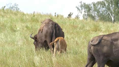 Wild-bison,-followed-by-calf,-grazing-in-the-northern-grasslands-in-broad-daylight