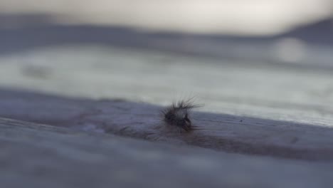 Isolated-Gypsy-Moth-Caterpillar-Walking-In-Slow-Motion