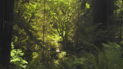 A-wide-far-away-shot-of-a-small-bridge-in-the-California-redwoods