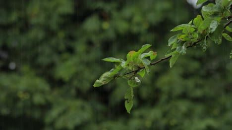 Baumzweig-Mit-Grünen-Blättern,-Die-Sich-Bei-Starkem-Regen-Und-Wind-Bewegen