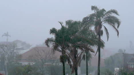 Weathered-palm-trees-in-heavy-rainfall-and-poor-visibility-slomo
