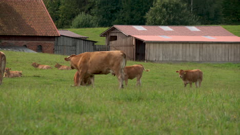 Vacas-Lecheras-En-El-Prado-Mientras-Mastican-Hierba-En-Un-Pastizal-Cerca-Del-Campo-De-Zielenica,-Polonia