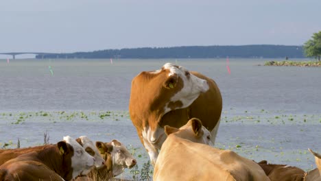 Un-Pequeño-Rebaño-De-Vacas-De-Guernsey-Pastan-En-Busca-De-Hierba-A-Lo-Largo-De-Un-Río-En-Suecia