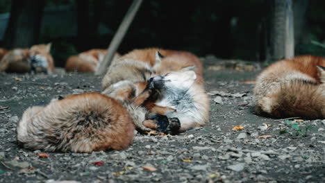 A-Sleepy-Fox-Scratching-Head-While-Resting-On-The-Ground-With-Other-Foxes-At-Zao-Fox-Village-In-Miyagi,-Japan