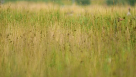 Two-Greylag-geese-hide-among-the-tall-grass-and-weeds-in-the-late-summer-months