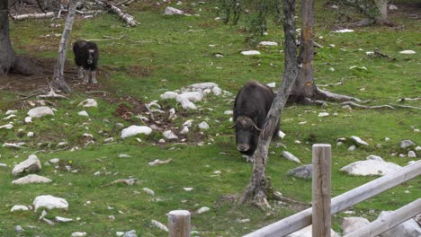 Closeup-Of-An-Adult-And-Calf-Muskox-Walking-In-A-Zoo-In-Sweden