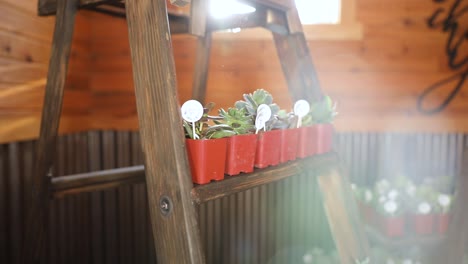 Potted-Succulent-Plants-on-Display--with-Lens-Flare