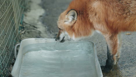 Macro-Of-A-Japanese-Red-Fox-Drinking-Water-In-Metal-Container-At-Zao-Fox-Village-In-Miyagi,-Japan
