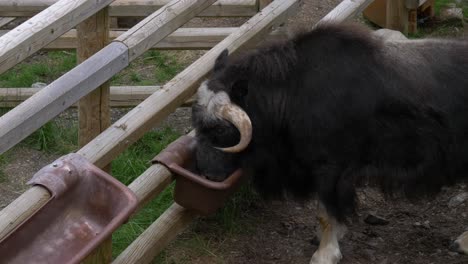 Portrait-Of-A-Bull-Musk-Ox-Feeding-At-the-Muskox-Centre-In-Sweden-Muskox-Centre-in-Sweden