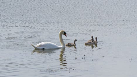 A-family-of-swans-casually-swimming-a-sunny-sping-day