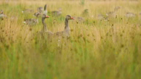 Two-Greylag-geese-protect-their-goslings-in-the-tall-grass-and-weeds-in-the-late-summer-months