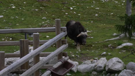Muskox-Ovibos-Moschatus-Slow-Motion-Walking-In-A-Traditional-Northern-Meadow-Green-Landscape