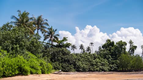 Timelapse-of-Scenic-Beach-Front-with-Palm-Trees-and-Clouds-Forming-in-Background