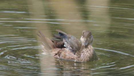 Preening-female-Mallard-duck-on-pond,-seen-through-foreground-grass