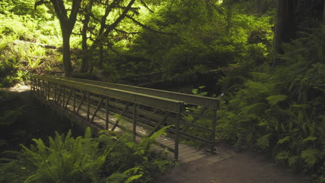 A-wide-shot-of-a-small-bridge-in-the-California-redwoods