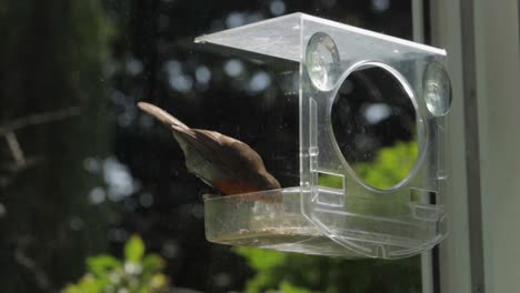 Slow-Motion-Robin-flying-to-bird-feeder,-eating-seed-then-flying-away
