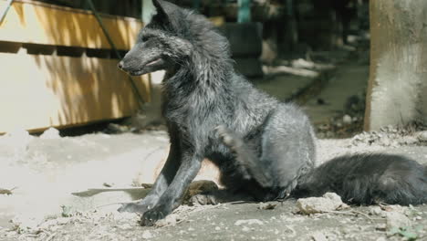 Silver-Fox-SItting-And-Scratching-Itself-On-A-Sunny-Day-At-Zao-Fox-Village-In-Miyagi,-Japan