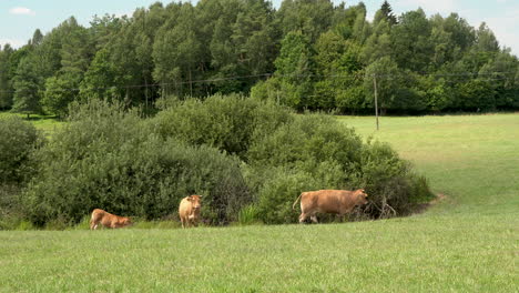 Vacas-Domésticas-En-Exuberantes-Prados-Cerca-De-La-Granja-Rural-En-Zielenica,-Polonia