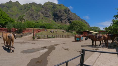 Pferde-In-Einem-Stall-Mit-Reitern-Im-Hintergrund-Auf-Der-Kualoa-Ranch-Auf-Oahu,-Hawaii