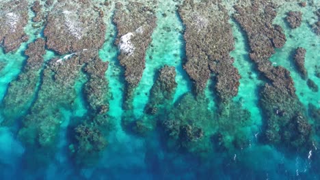 Korallenriff-Der-Insel-Utila-In-Honduras