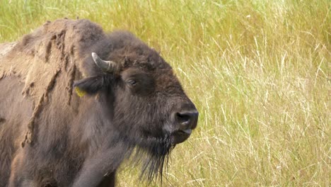 Wild-Bison-in-the-meadow,-Portrait-of-American-bison,-Protection-of-Nature-Concept
