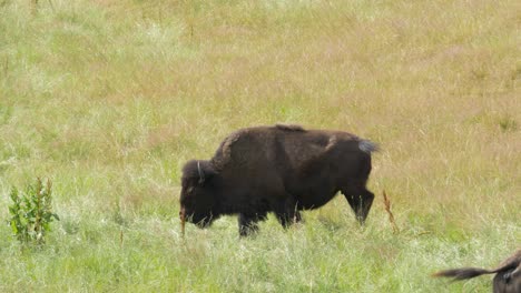Buffalo-bison-grazing-grass-meadow-close-4K
