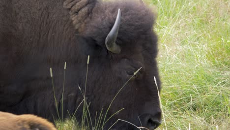 Large-male-bison-bull-grazing-out-revealing-size