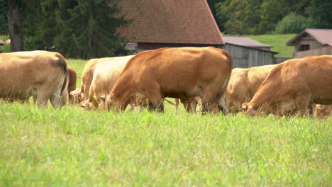 Herde-Brauner-Kühe,-Die-An-Einem-Sonnigen-Tag-In-Zielenica,-Polen,-Auf-Der-Wiese-Grasen-Und-Gras-Fressen