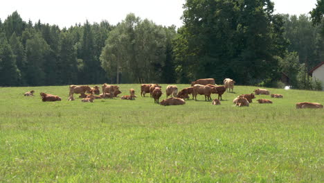 Eine-Herde-Kühe,-Die-An-Einem-Sonnigen-Sommertag-Auf-Einer-Grünen-Wiese-Grasen,-Wald-Im-Hintergrund