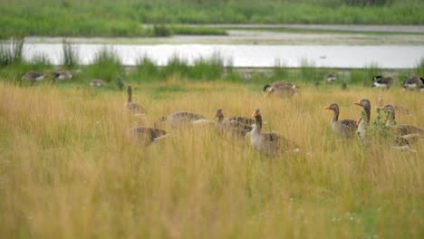 Small-gaggle-of-Greylag-geese-foraige-for-grass-and-weeds-riverside-in-the-late-summer-months
