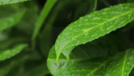 Green-leaf-with-raindrops-rolling-off-in-heavy-rain