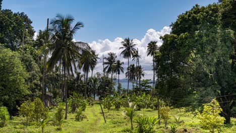 Zeitraffer-Der-Vegetation-Auf-Einer-Insel-In-Thailand-Mit-Palmen