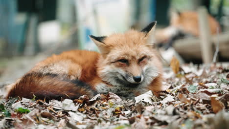Cross-Fox-Resting-On-The-Ground-With-Dry-Leaves